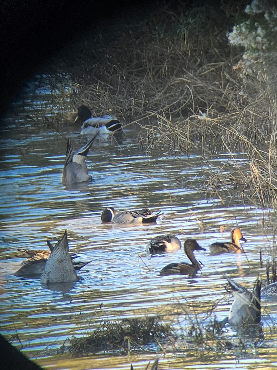Fulvous Whistling-Duck - ML646554825