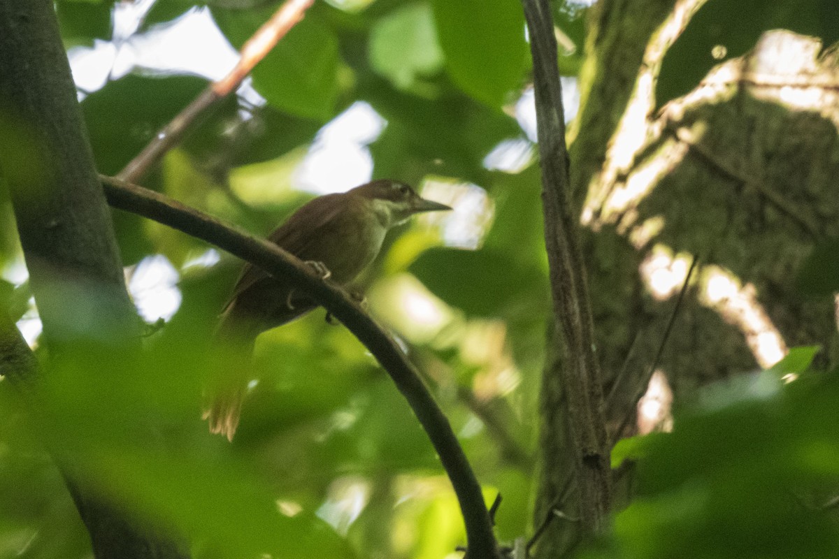 Філідор пернамбуцький - ML646554831