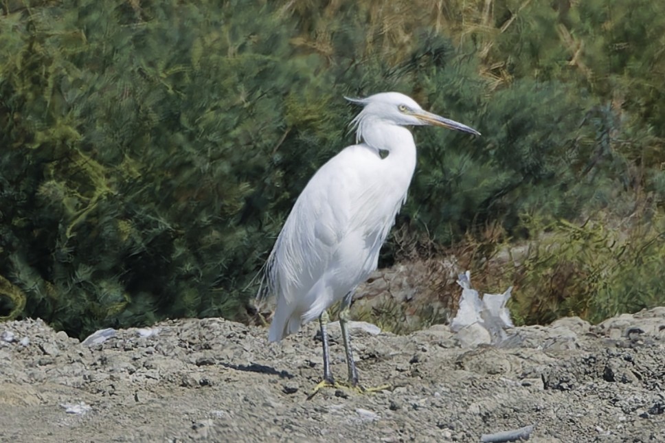 Aigrette de Chine - ML646554833