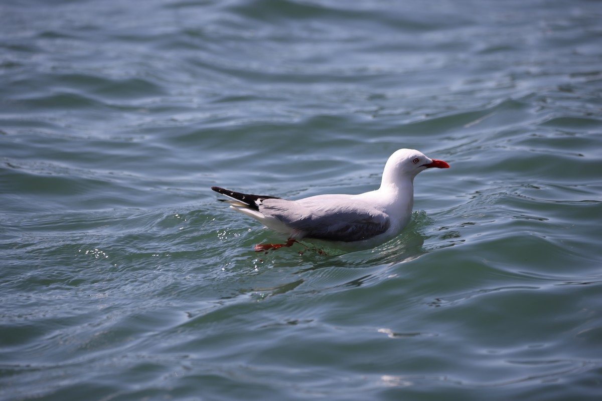 Silver Gull - ML646554834