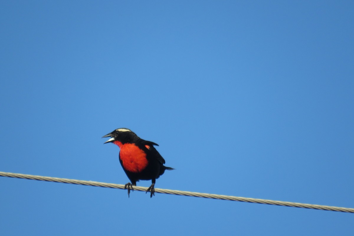 Белобровая лойка - ML646554836