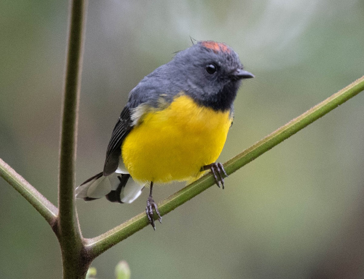 Slate-throated Redstart - ML646554840