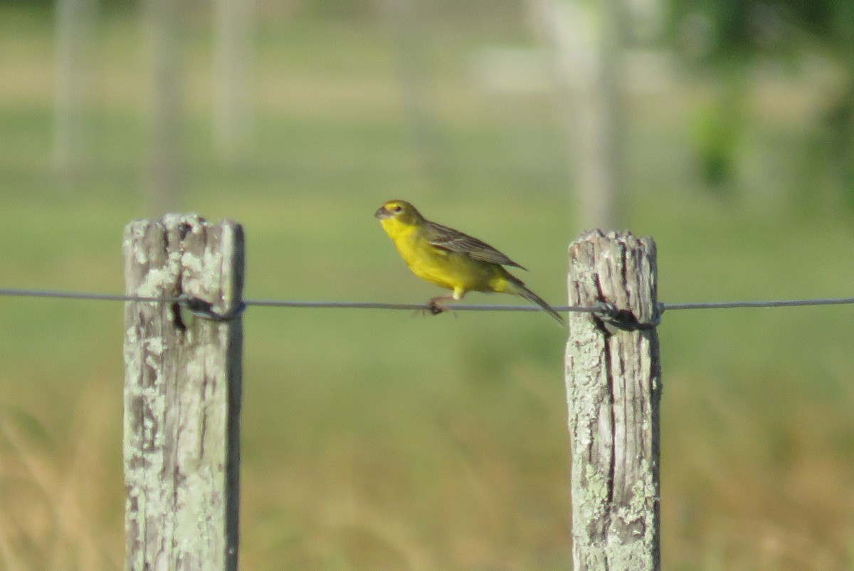 Короткоклювый зерноед - ML646554855