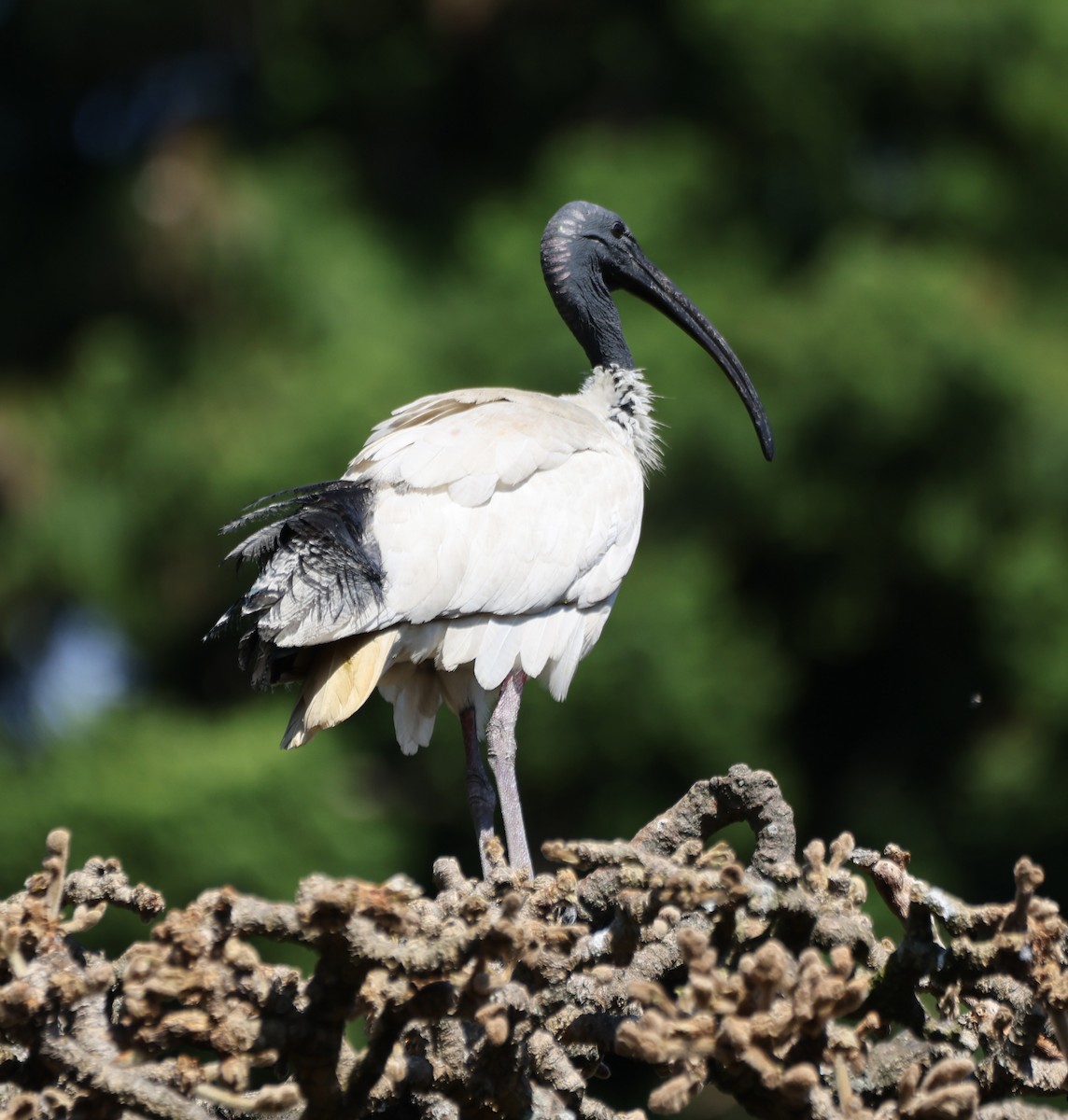 Australian Ibis - ML646554857