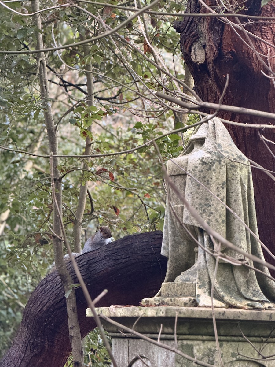 動物界 - ML646554863