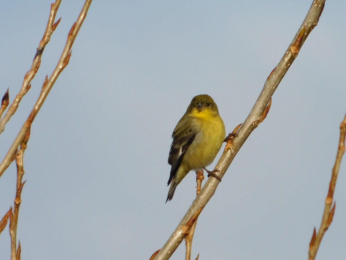 Lesser Goldfinch - ML646554866