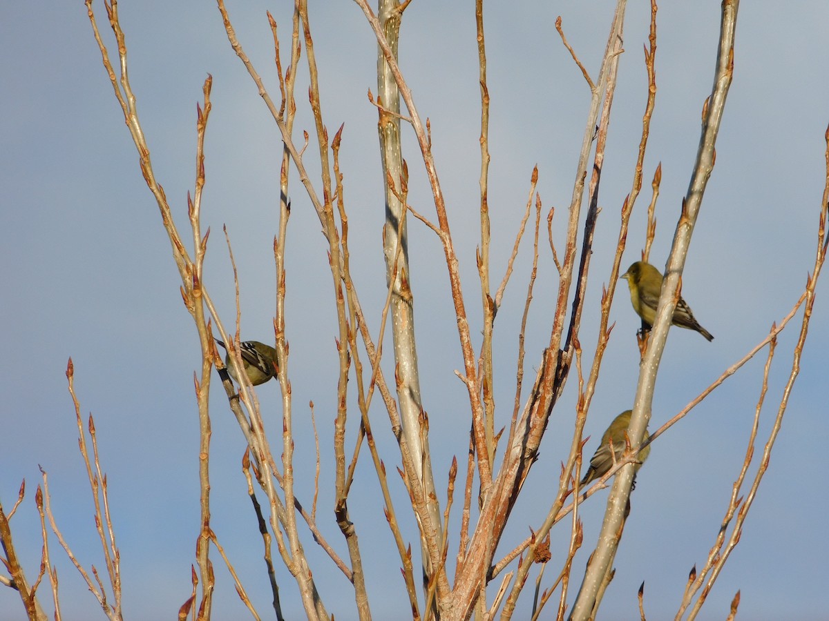 Lesser Goldfinch - ML646554868