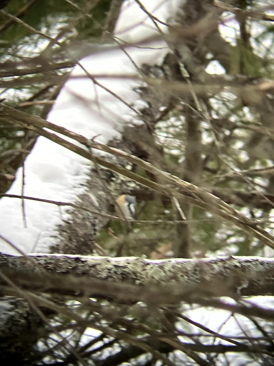 Red-breasted Nuthatch - ML646554874