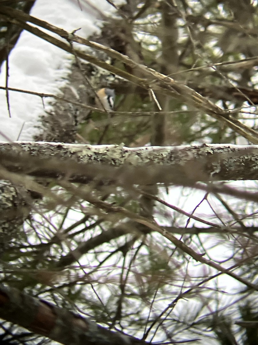 Red-breasted Nuthatch - ML646554875