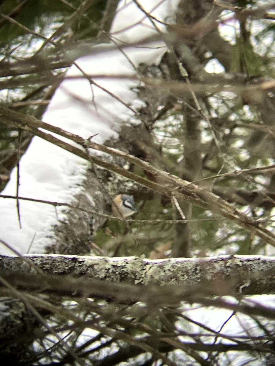Red-breasted Nuthatch - ML646554876