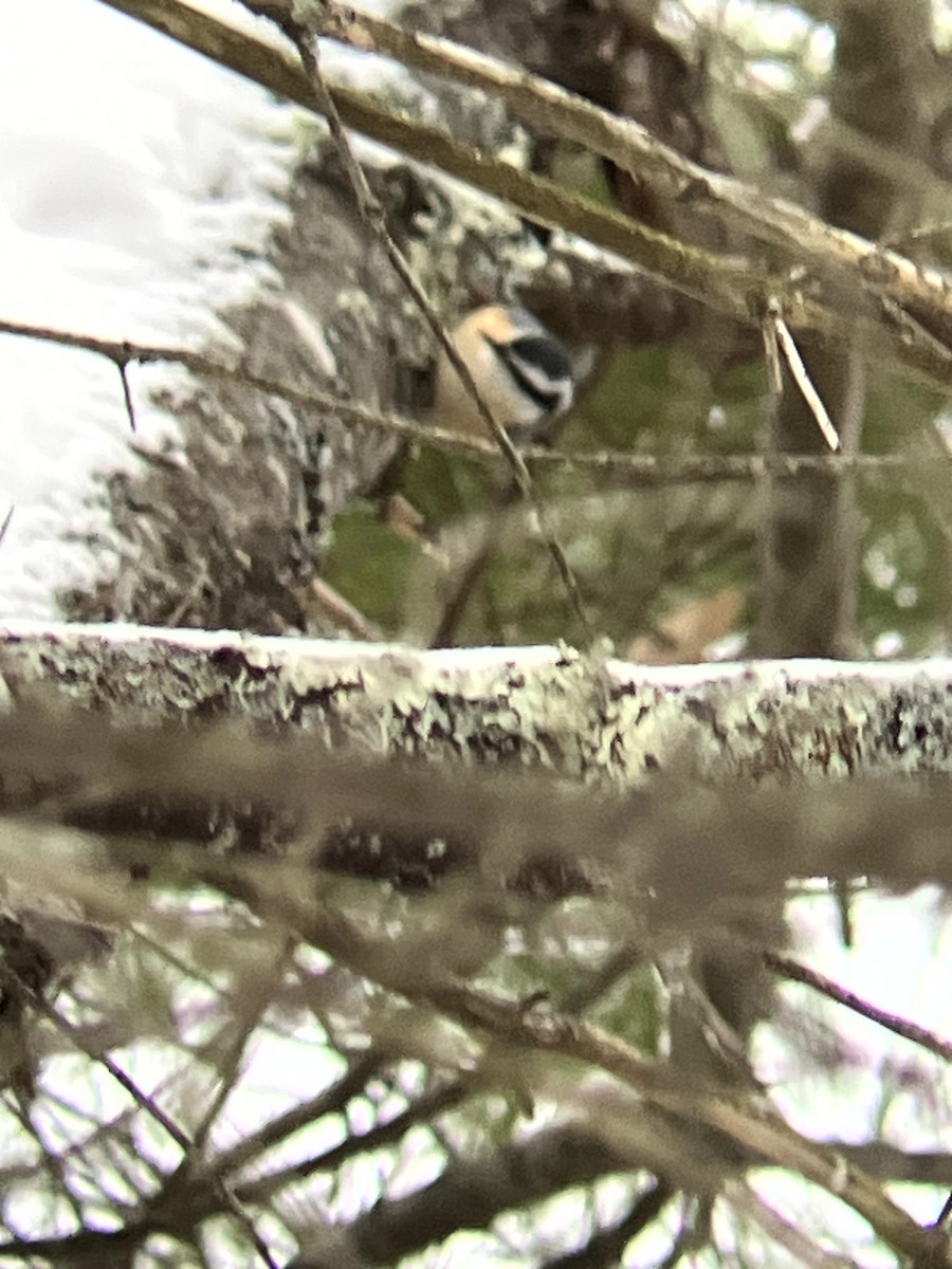 Red-breasted Nuthatch - ML646554878