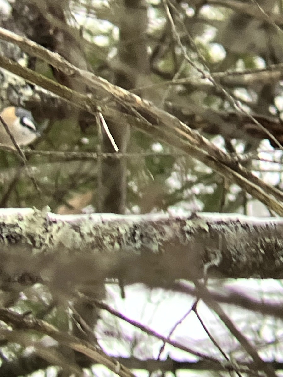 Red-breasted Nuthatch - ML646554879