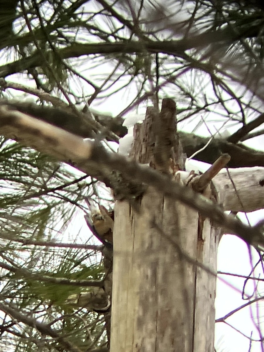 Red-breasted Nuthatch - ML646554882