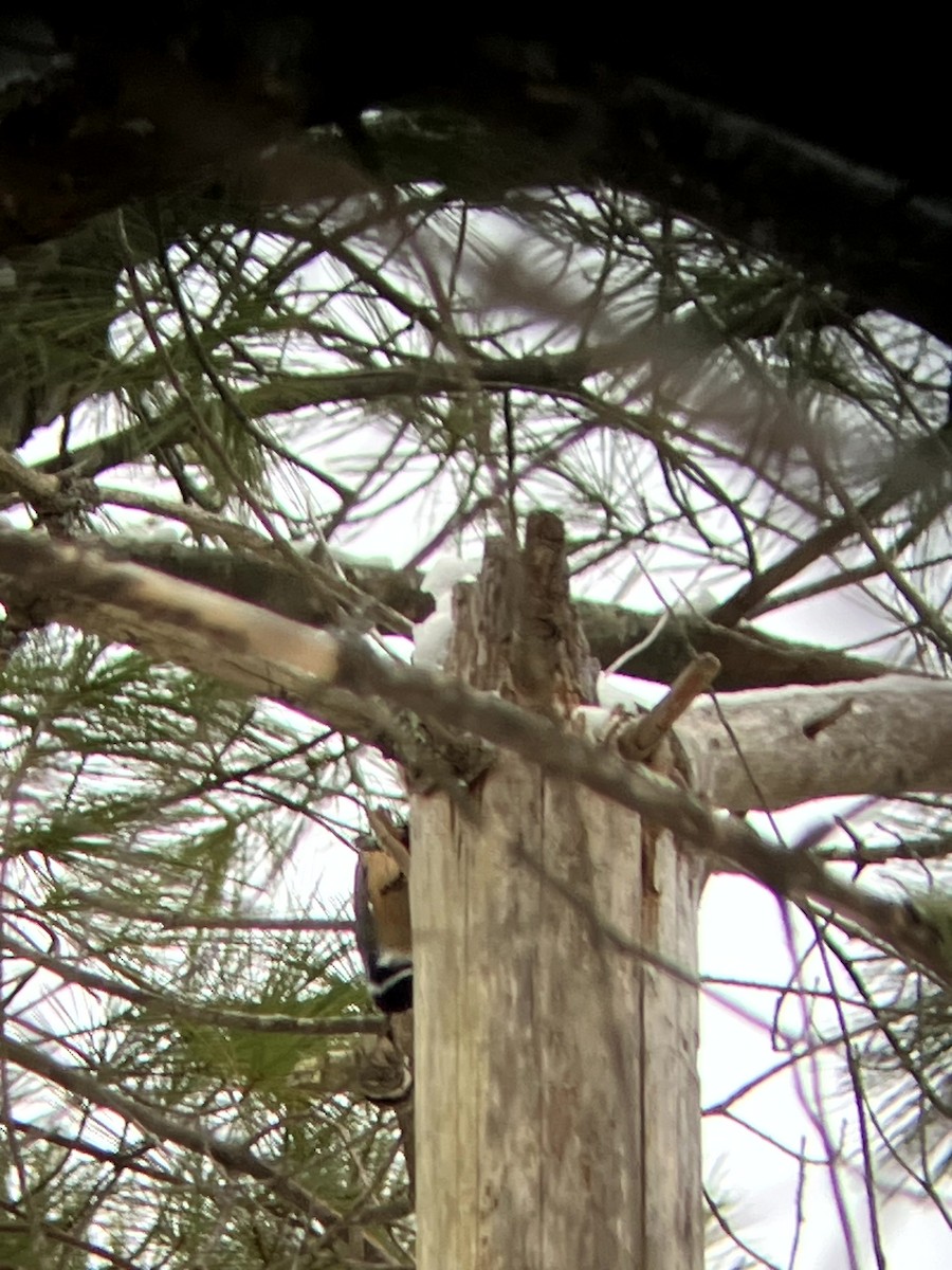 Red-breasted Nuthatch - ML646554883