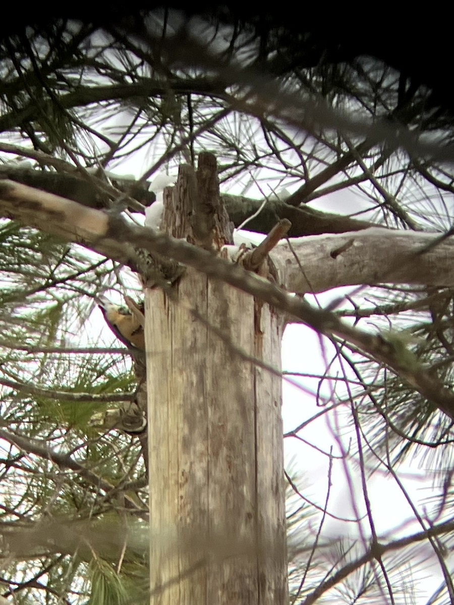 Red-breasted Nuthatch - ML646554884