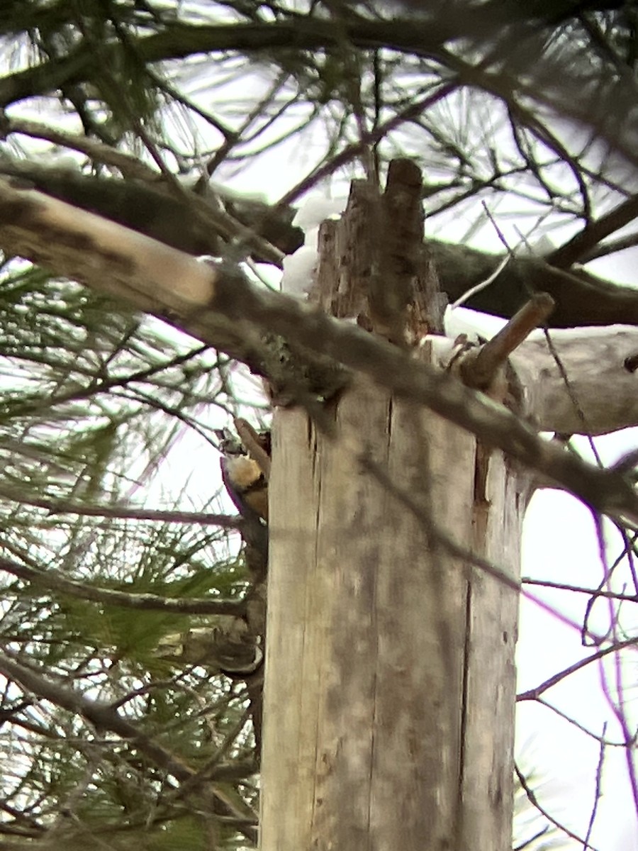 Red-breasted Nuthatch - ML646554885