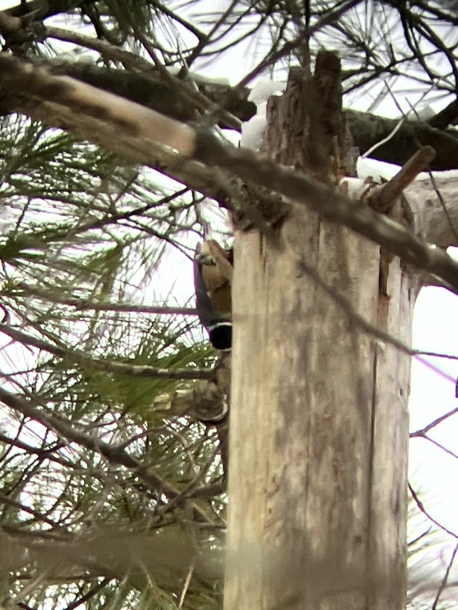 Red-breasted Nuthatch - ML646554886