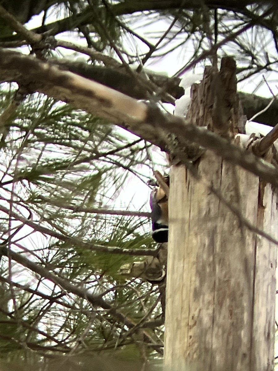 Red-breasted Nuthatch - ML646554887
