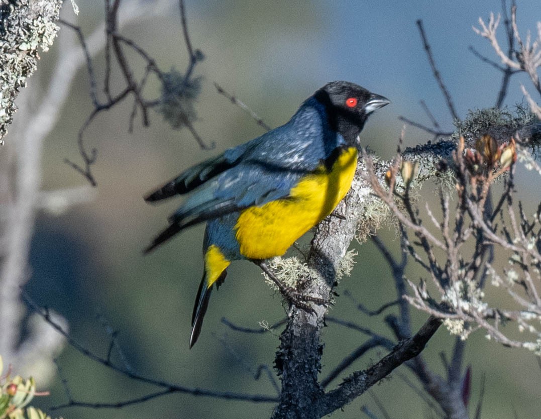 Hooded Mountain Tanager - ML646554888