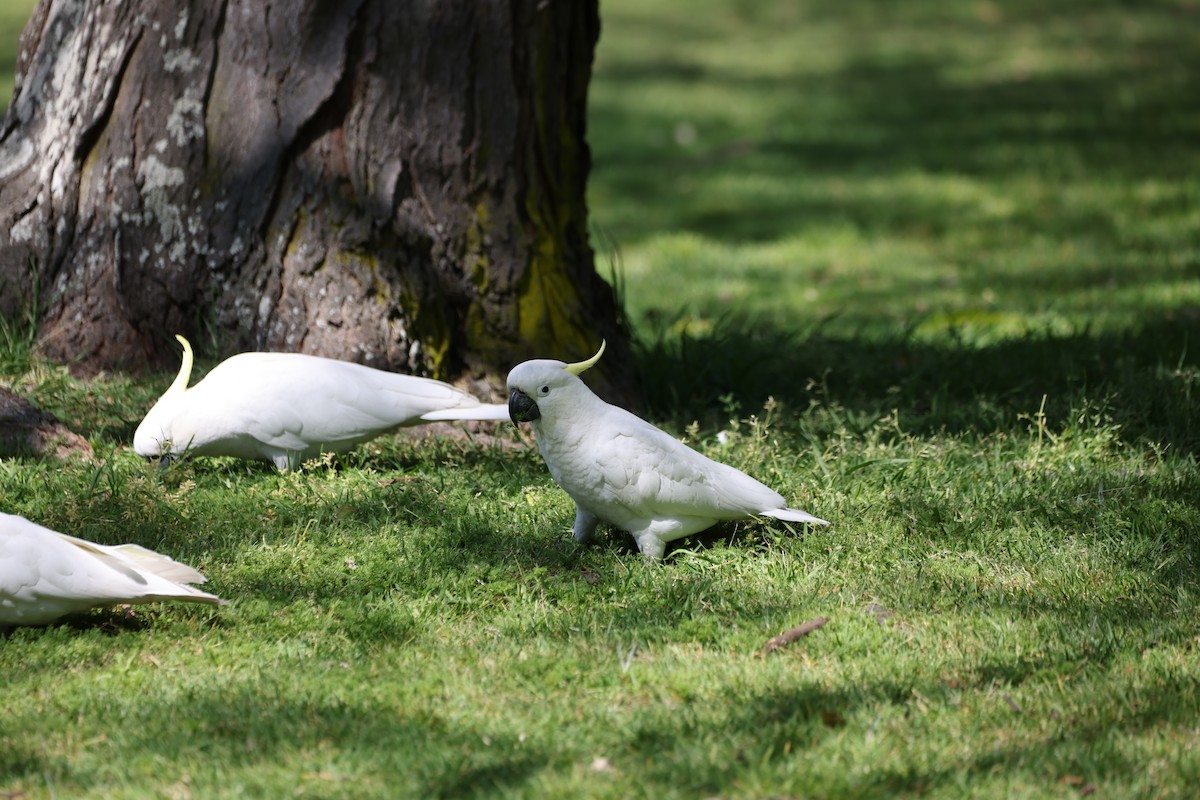 Sulphur-crested Cockatoo - ML646554892