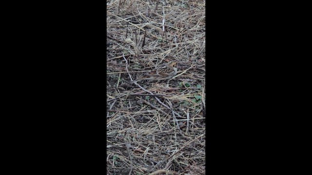 Lapland Longspur - ML646554897
