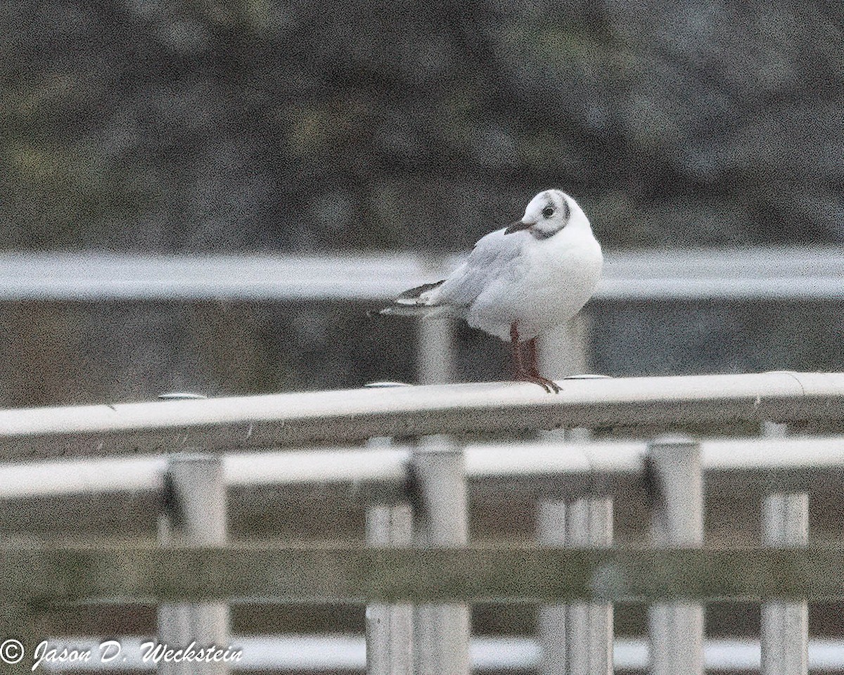 Black-headed Gull - ML646554898