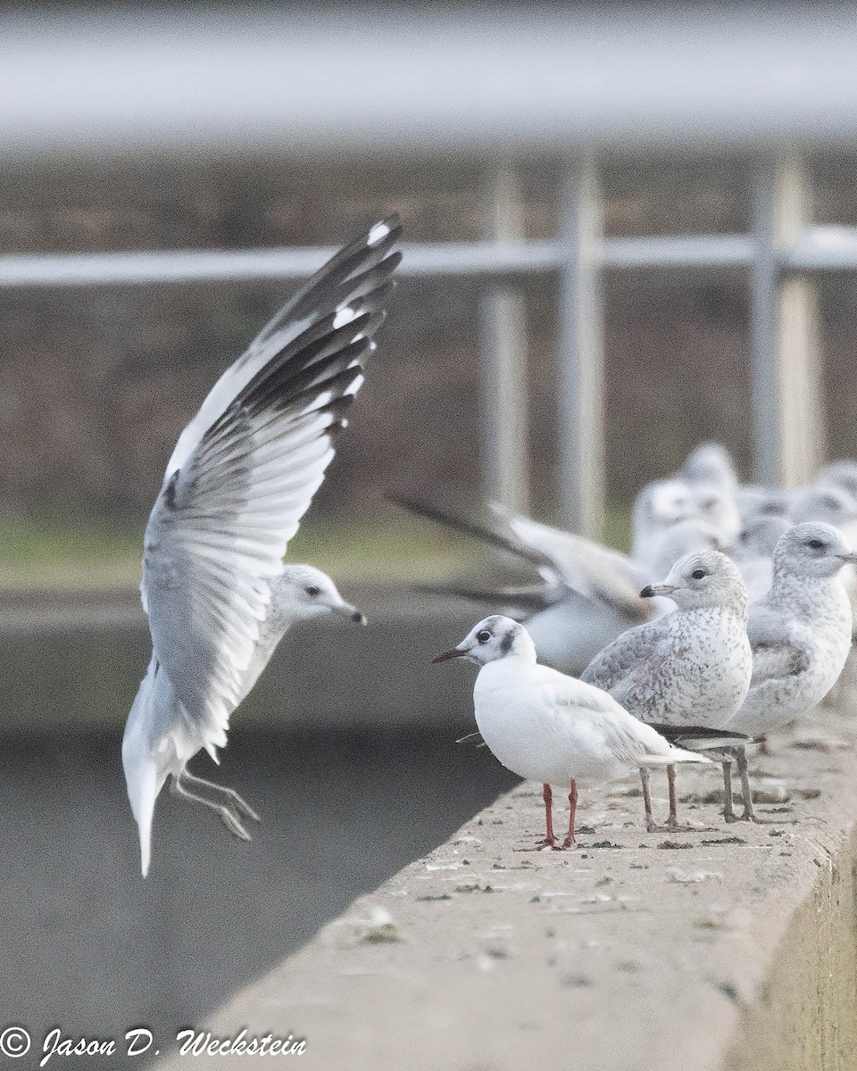 Black-headed Gull - ML646554899