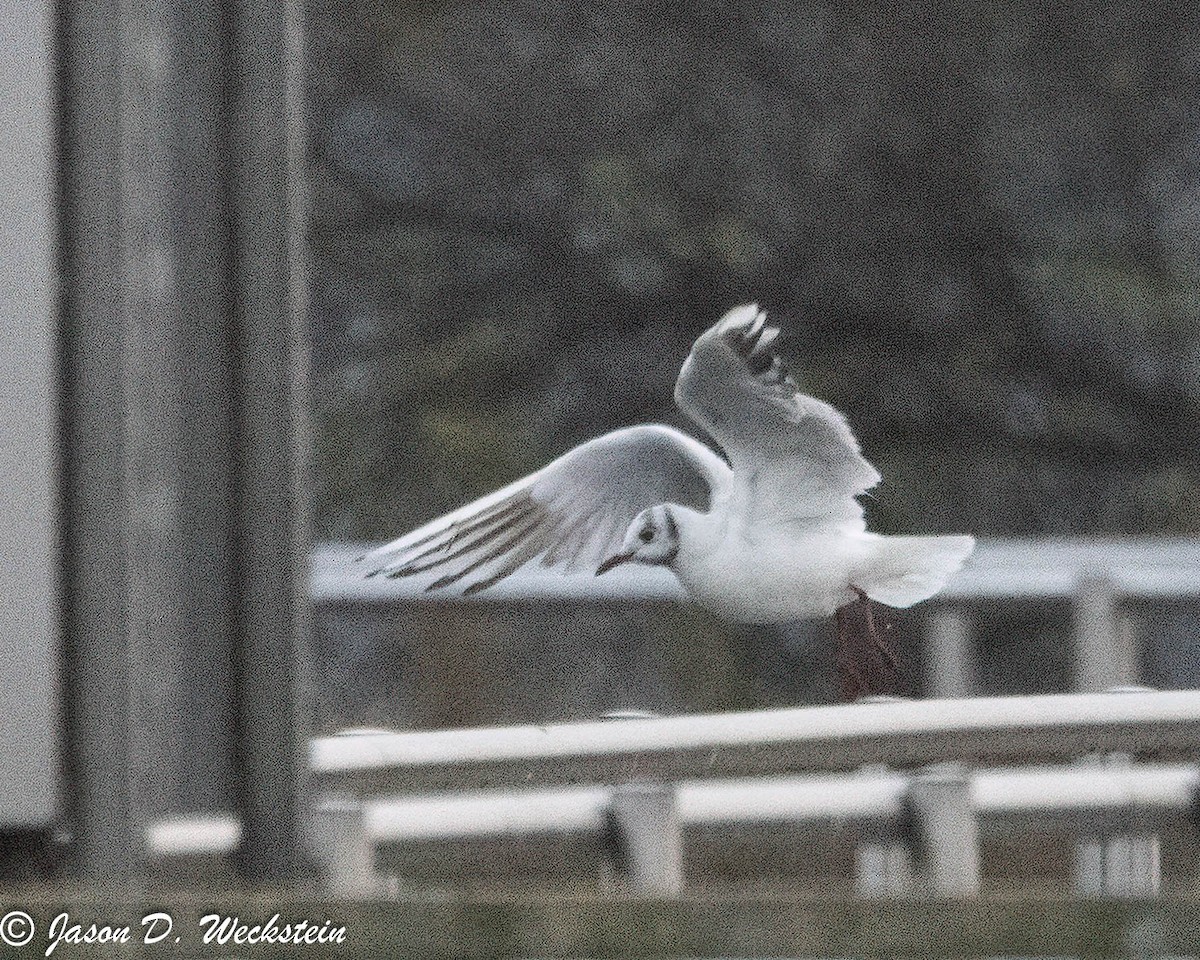Black-headed Gull - ML646554900