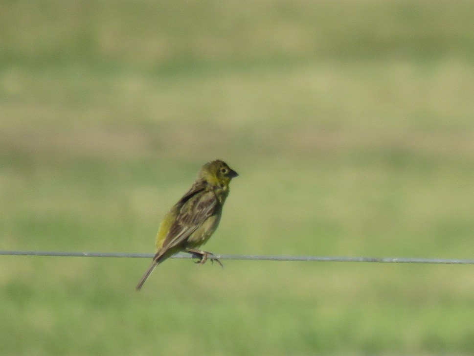 Короткоклювый зерноед - ML646554902
