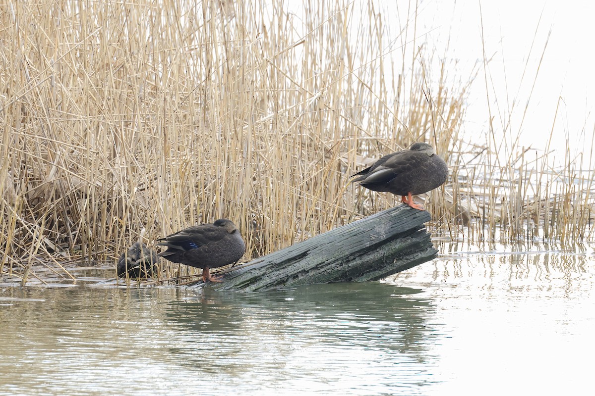 American Black Duck - ML646554904