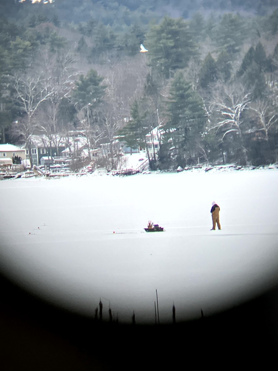 Ring-billed Gull - ML646554905