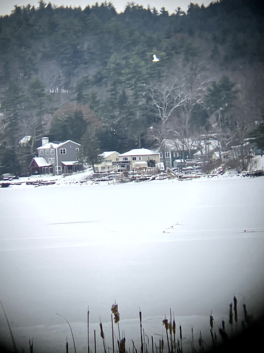 Ring-billed Gull - ML646554906