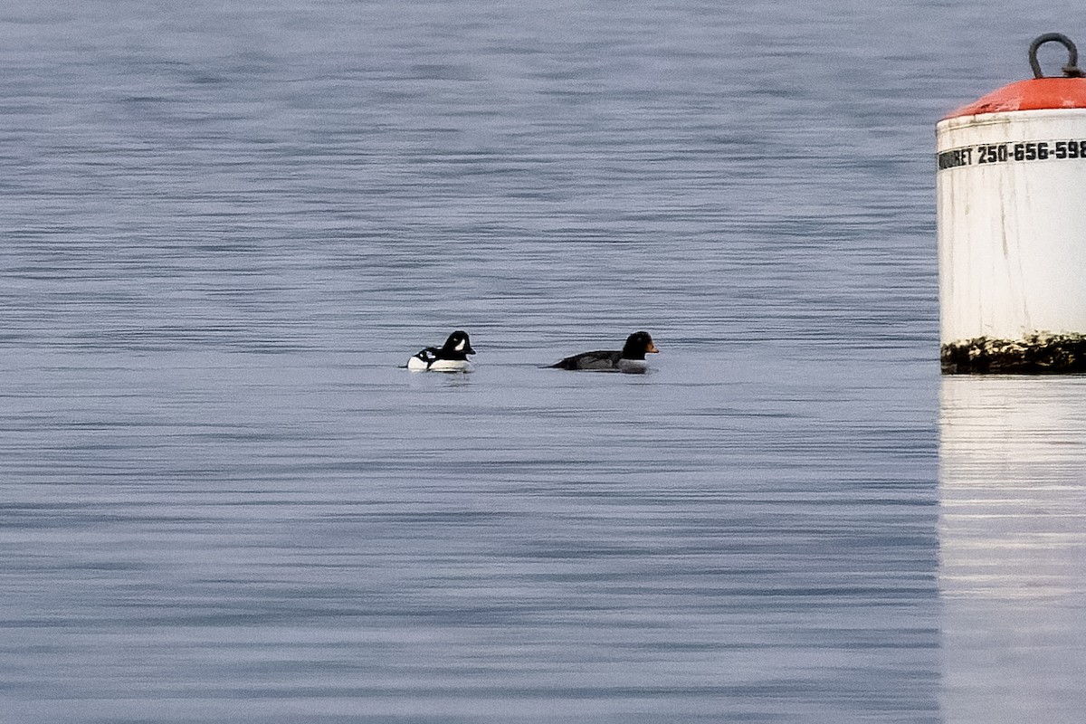 キタホオジロガモ - ML646554907