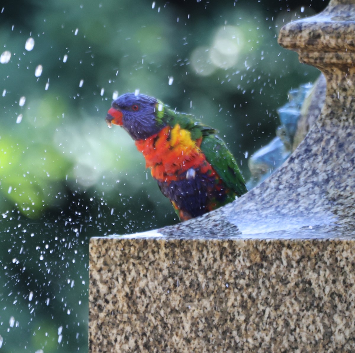 Rainbow Lorikeet - ML646554908