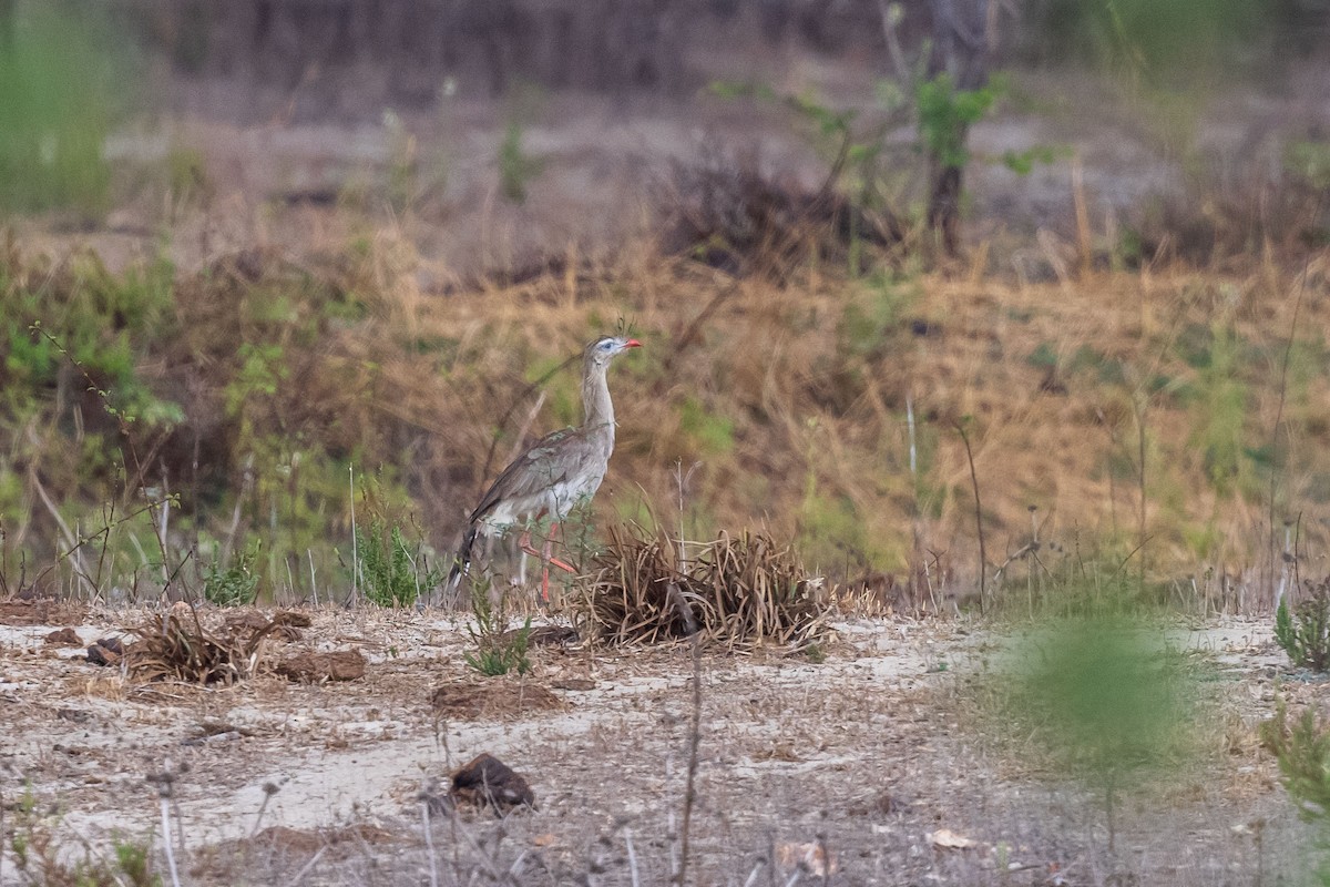 Каріама червононога - ML646554909