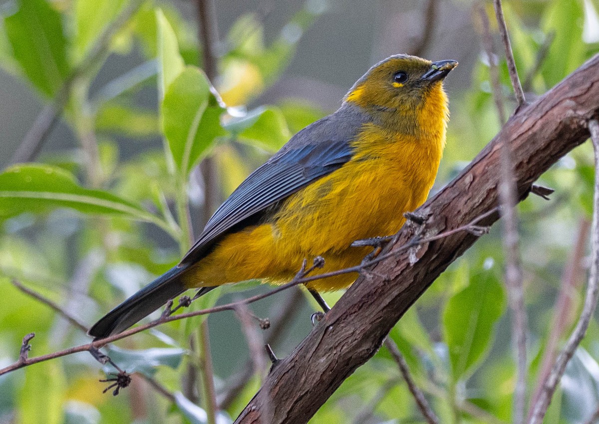 Lacrimose Mountain Tanager - ML646554910