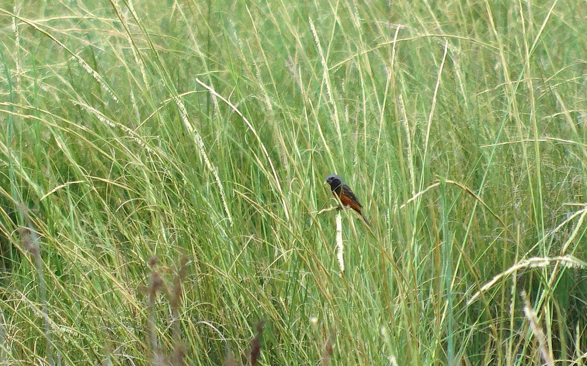 ノドグロヒメウソ - ML646554912