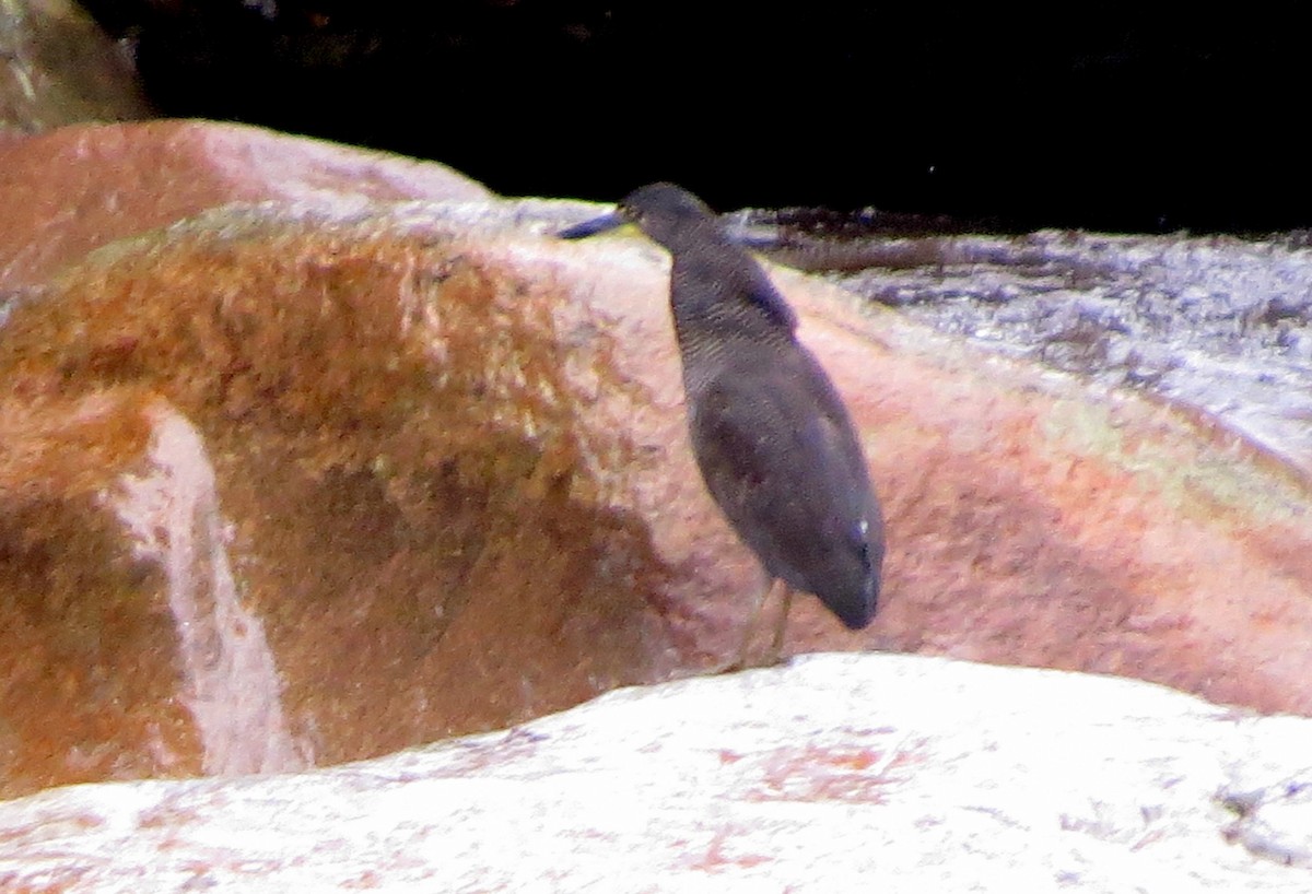 dvergtigerhegre - ML646554914