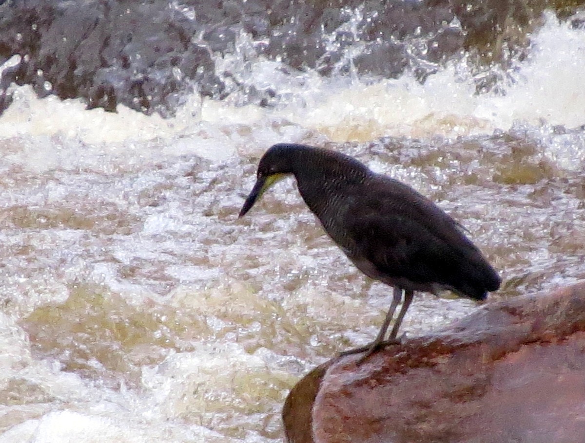 dvergtigerhegre - ML646554915