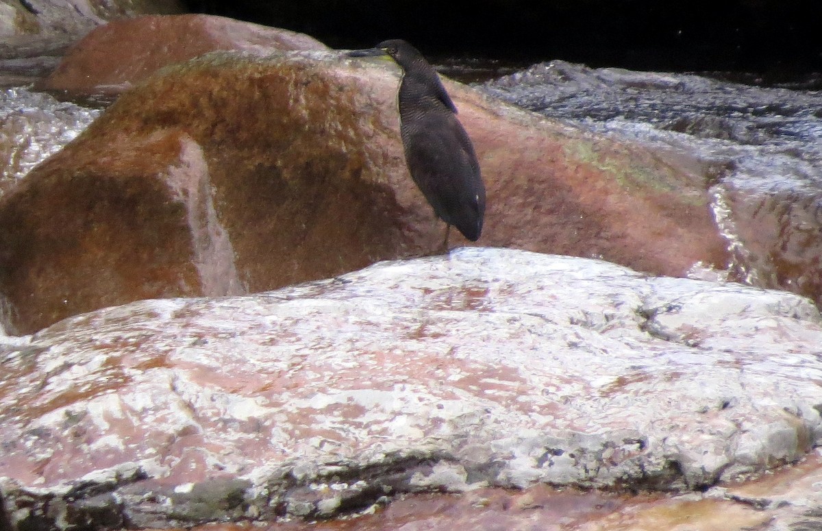 dvergtigerhegre - ML646554916