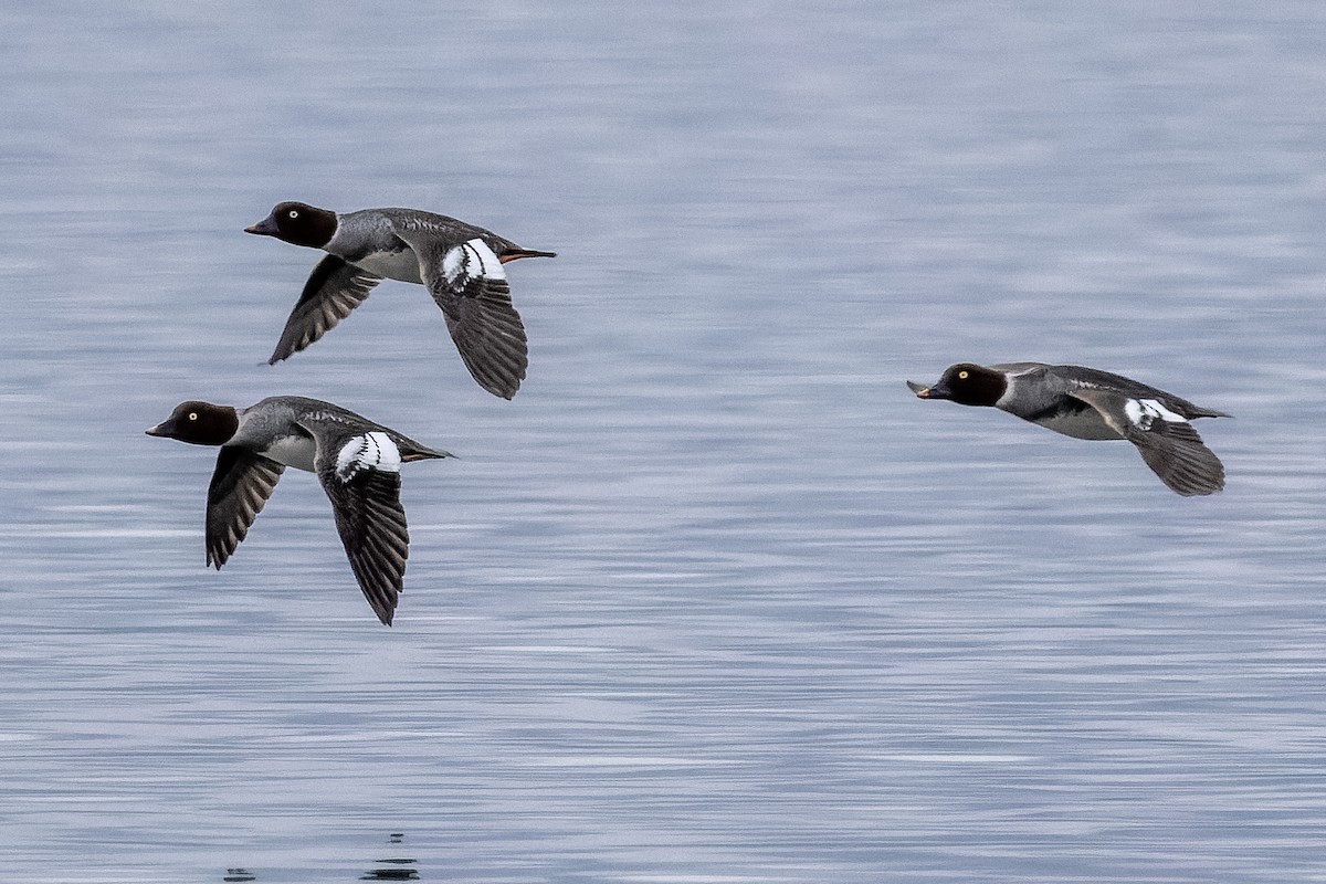 Common Goldeneye - ML646554918