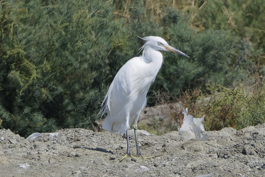 Aigrette de Chine - ML646554919