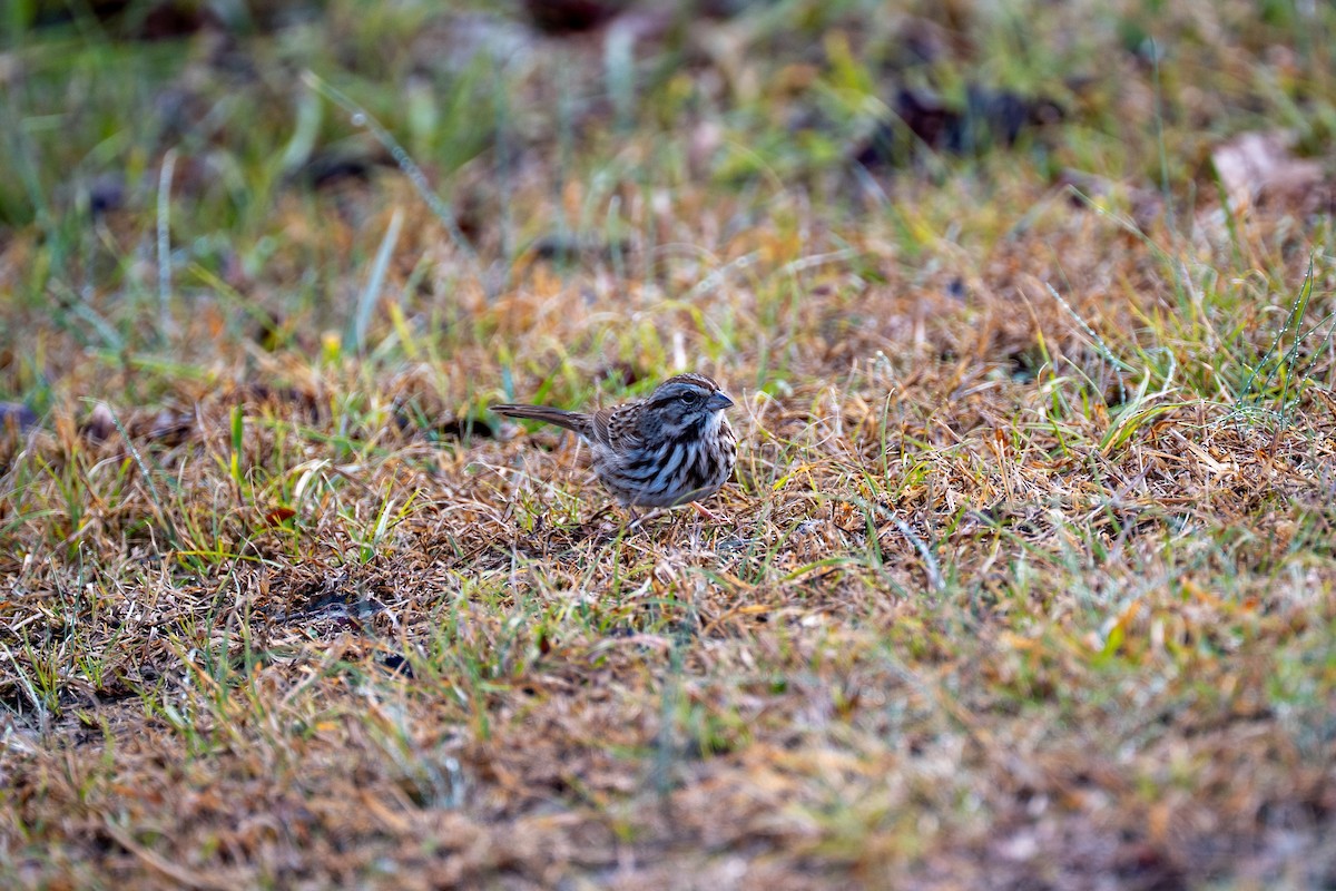 Song Sparrow - ML646554920