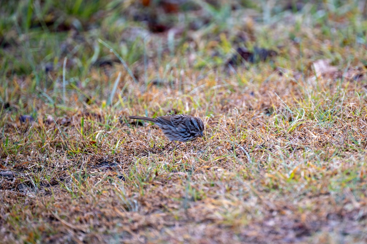 Song Sparrow - ML646554921