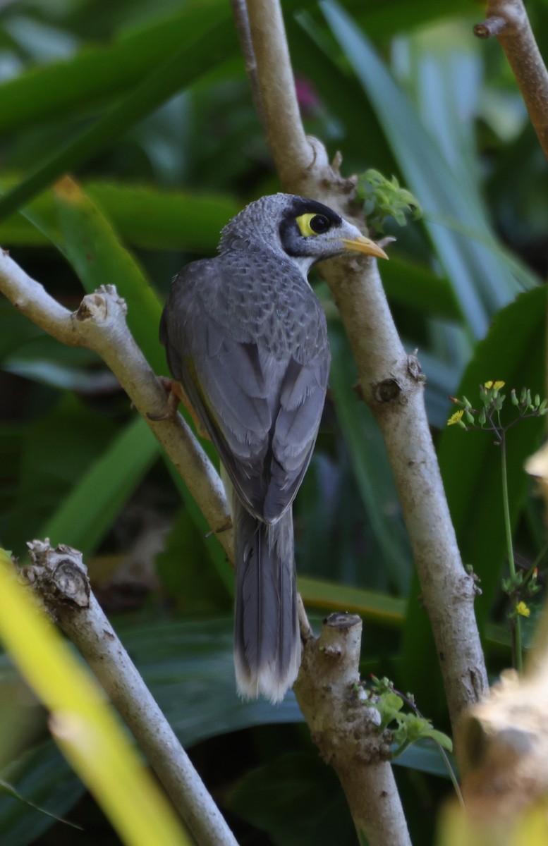 Noisy Miner - ML646554922