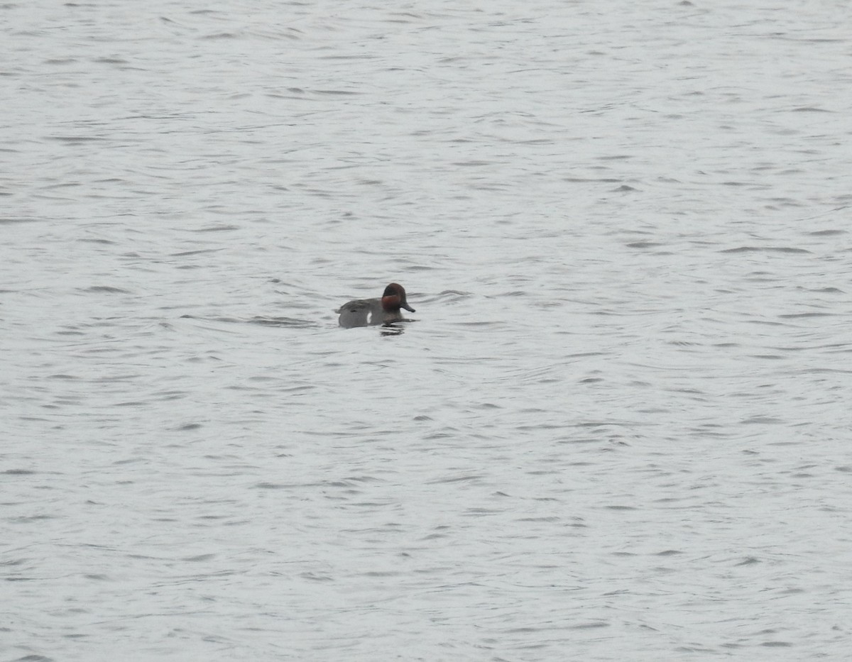 Green-winged Teal - ML646554923