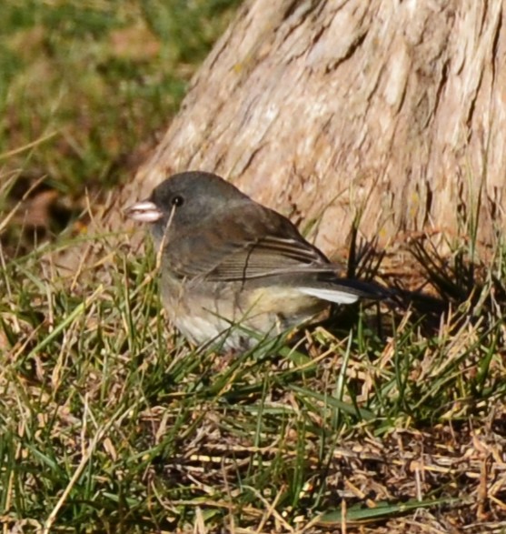 Dark-eyed Junco - ML646554924