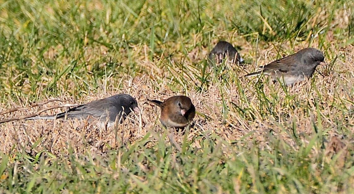 Dark-eyed Junco - ML646554925
