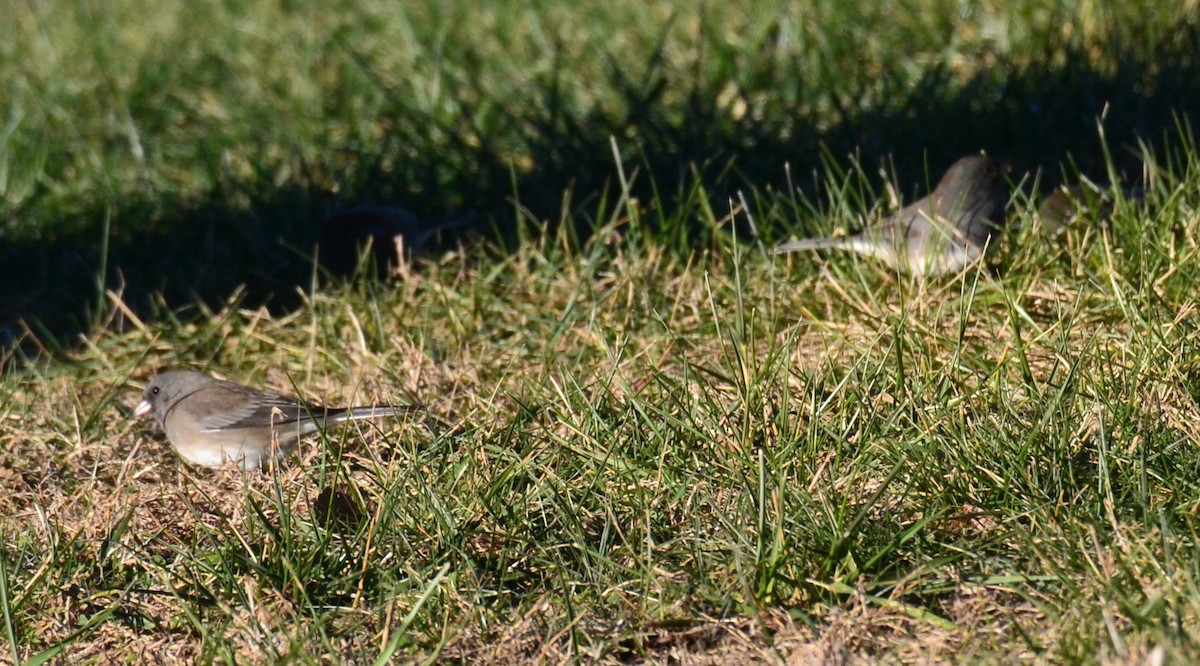 Dark-eyed Junco - ML646554926