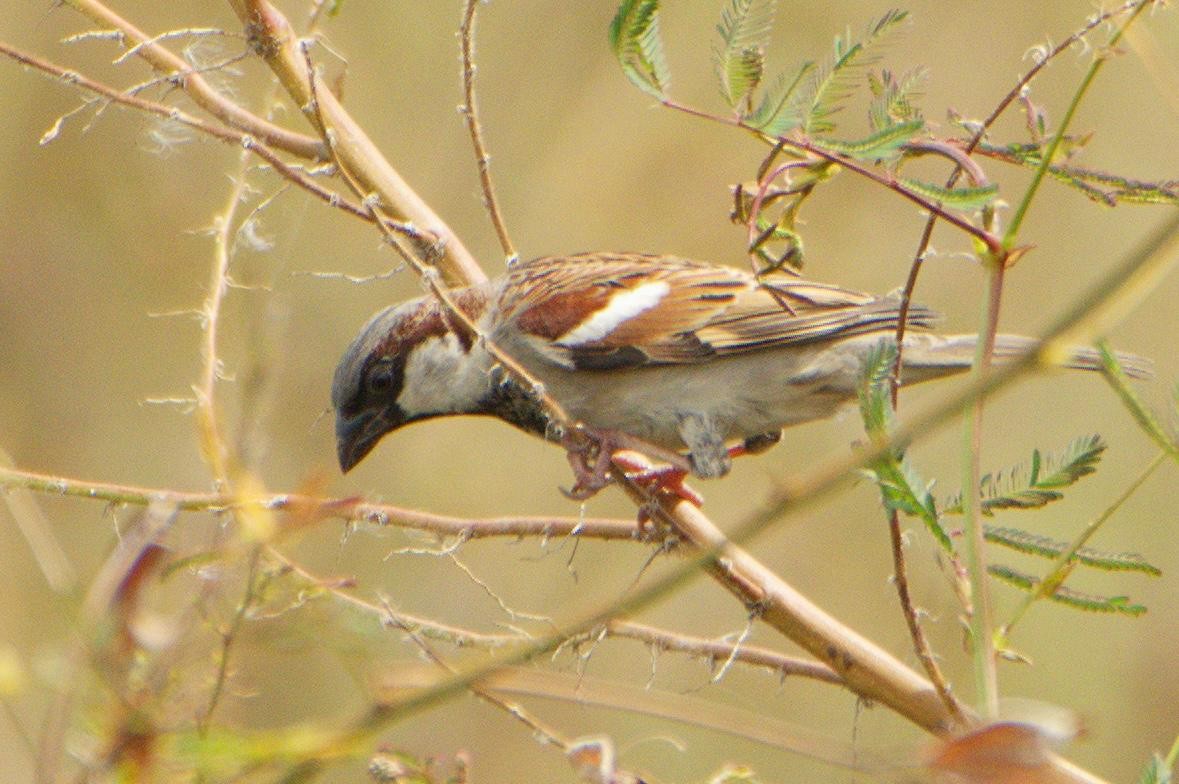 Moineau domestique - ML646554927